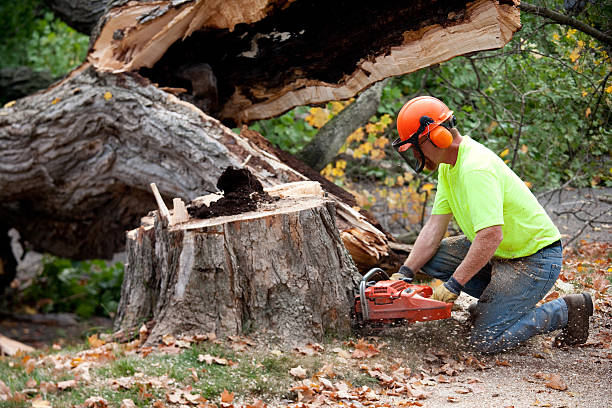 Best Tree Care Services  in Sa Loma, CA